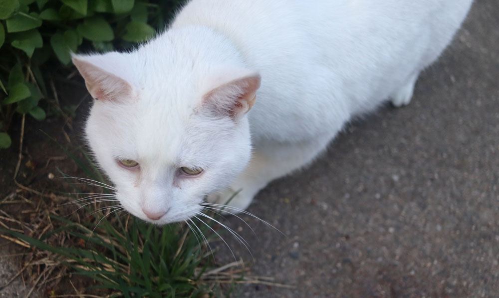Bugsy