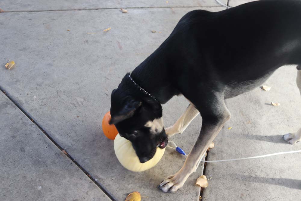 Cesar