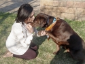 The Love of a Dog