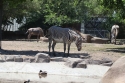Zebra at the Detroit Zoo